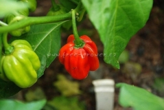 Habanero Red