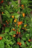 Habanero Orange