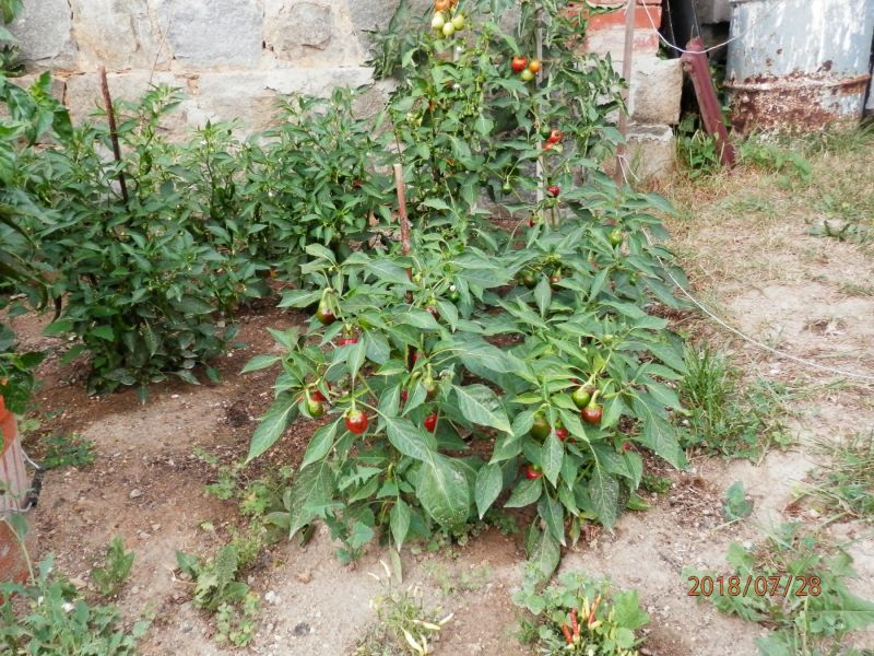 P7282059