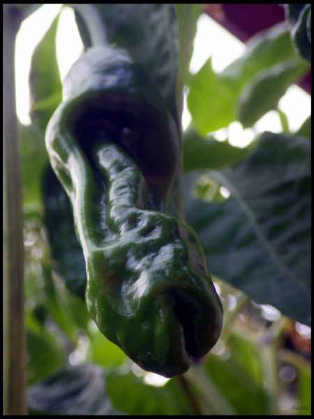IMGP1128_1