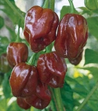 Habanero Chocolate