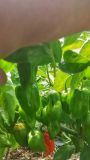 Aji Margariteno