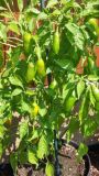Aji Strawberry