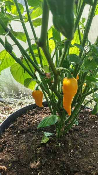 Fatalii Yellow