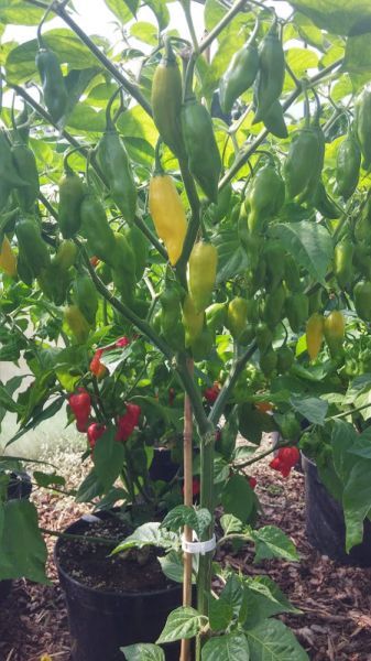 Habanero Neon