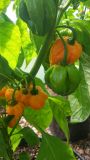 Scotch Bonnet MOA