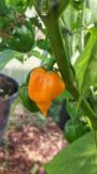 Trinidad Scorpion Butch Tylor