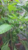 Jamaican Red
