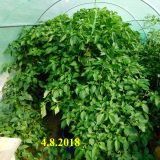 DSCN04301