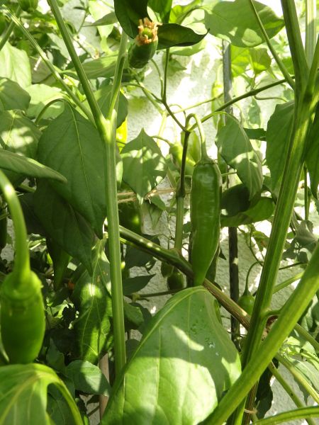 322-Aji Amarillo