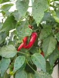 331-Cayenne Red