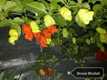 Brown Bhutlah