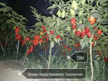 Dorset Naga,Habanero Tasmanian,Tsm