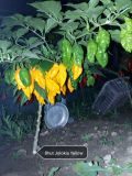 Bhut Jolokia Yellow