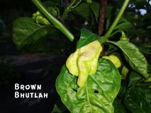 BrownBhutlah1