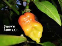 BrownBhutlah2