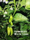 HabaneroWhiteLong