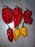 Na semienka tsm,Brown Bhutlah,Dorset Naga,Bhut Jolokia Yellow