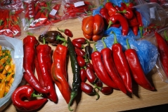 skizen chilli pepper