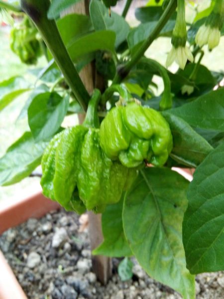 IMG_20180810_163406