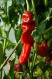 skizen chilli pepper