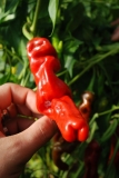 skizen chilli pepper