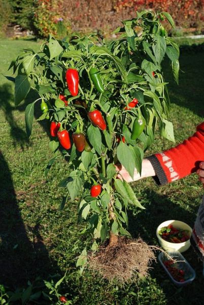 skizen chilli pepper