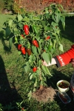 skizen chilli pepper