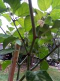 IMG_20180810_171355