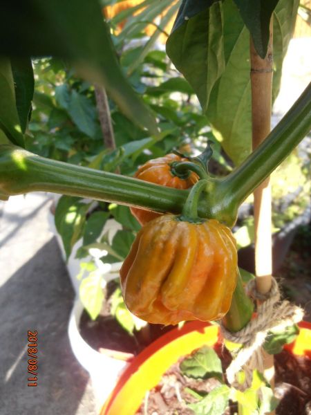 P8110099