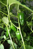 skleník chilli