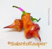 SalentoReaper