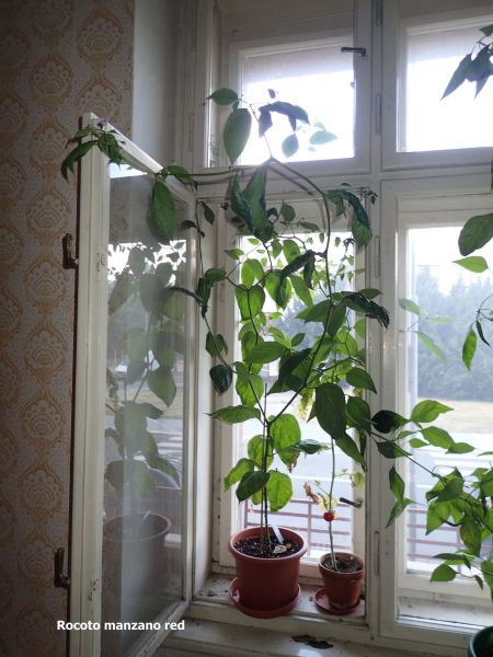 rocoto