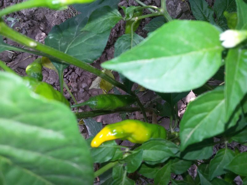 Aji Lemon Drop