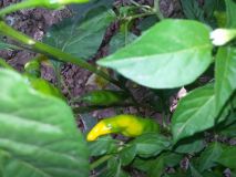 Aji Lemon Drop