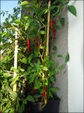 DSC04365