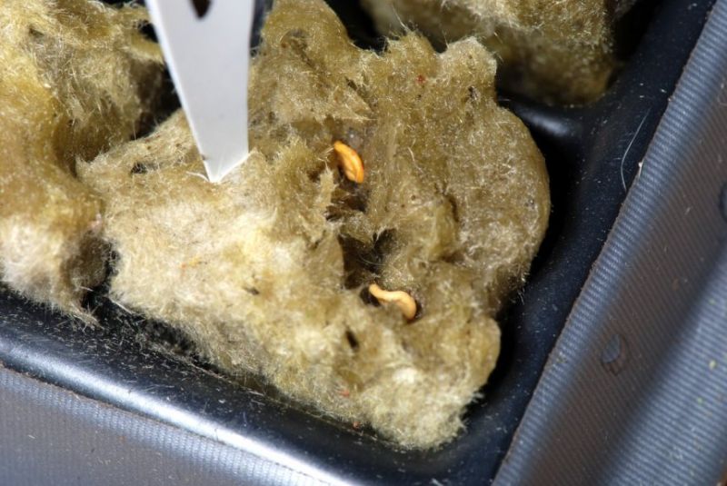 Jak předpěstovat chilli papričky
