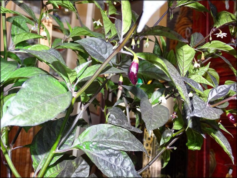 DSC04392