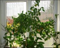 DSC04451