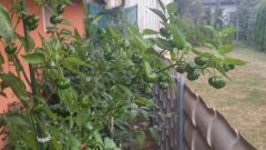 Aji Brazilian Pumpkin