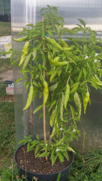 Aji Amarillo