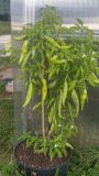 Aji Amarillo
