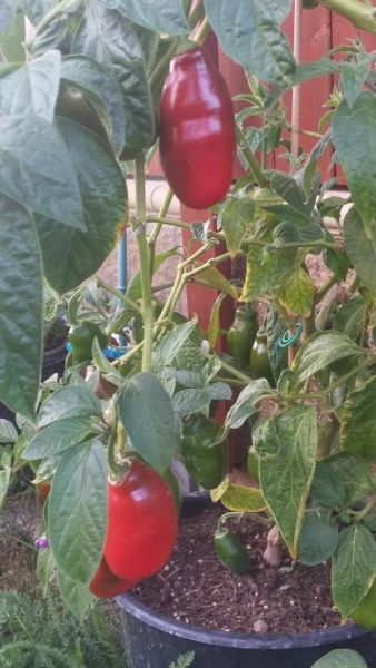 Manzano Rocoto Red..