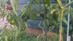 Manzano Rocoto Red-