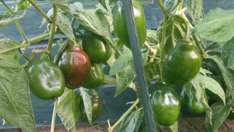 Manzano Rocoto Red,