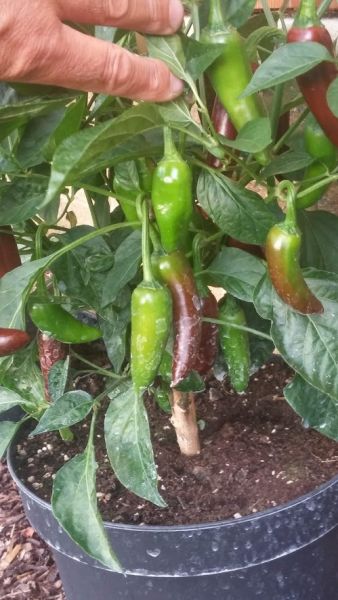 Jalapeno Brown