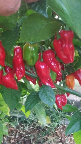 Fatalii Red