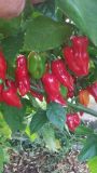 Fatalii Red