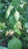Fatalii White.