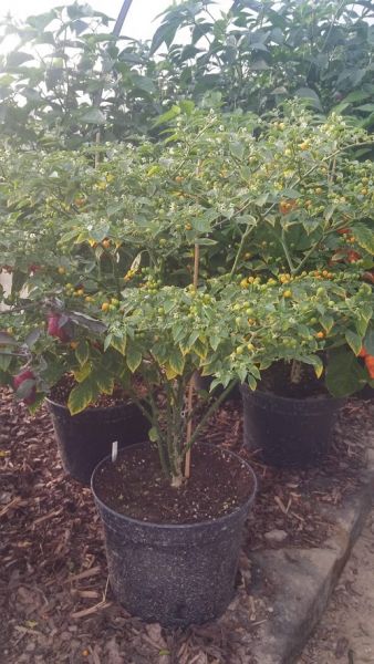 Aji Charapita.
